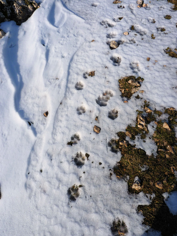 Impronte sul Gargano